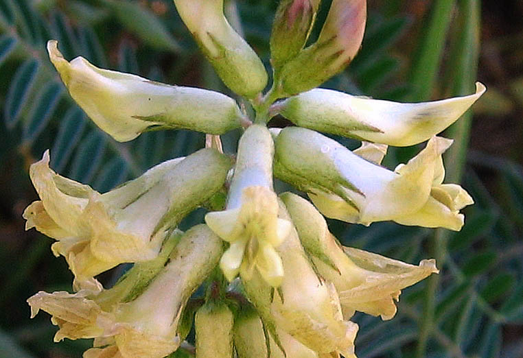 Detailed Picture 1 of Southern California Locoweed