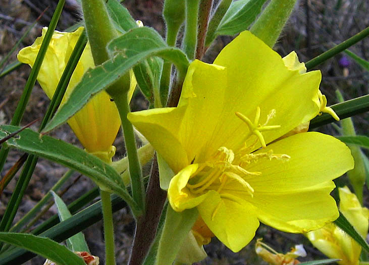 Detailed Picture 1 of Hooker's Evening Primrose