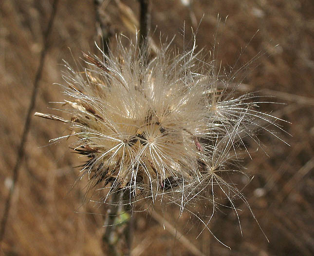 Detailed Picture 8 of California Thistle
