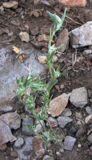 Detailed Picture 3 of Narrowleaf Cottonrose