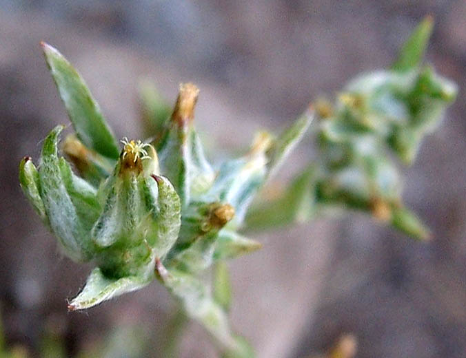 Detailed Picture 2 of Narrowleaf Cottonrose