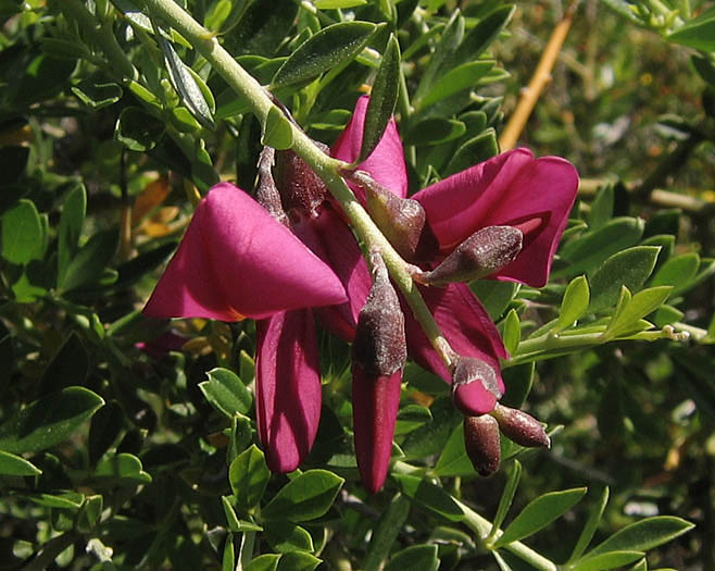 Detailed Picture 1 of Chaparral Pea