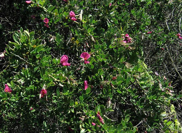 Detailed Picture 4 of Chaparral Pea