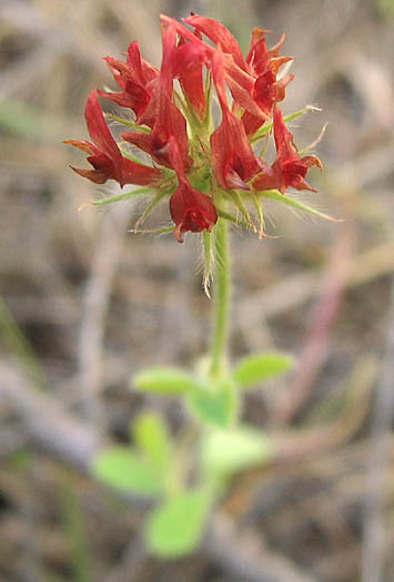 Detailed Picture 2 of Crimson Clover
