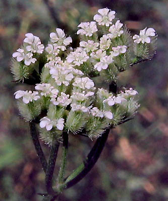 Detailed Picture 3 of Spreading Hedge-parsley