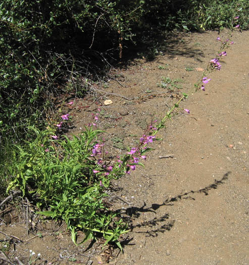 Detailed Picture 5 of Notable Penstemon
