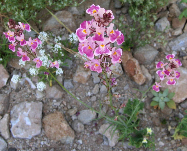 Detailed Picture 5 of Morrocan Toadflax