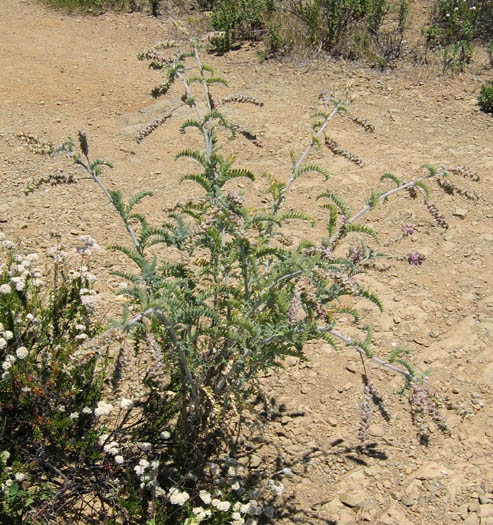 Detailed Picture 6 of Braunton's Rattle-weed