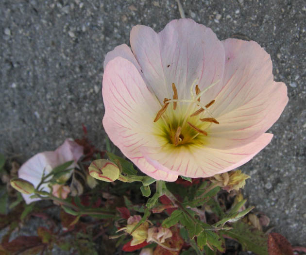 Detailed Picture 1 of Mexican Evening Primrose