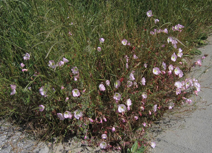 Detailed Picture 4 of Mexican Evening Primrose