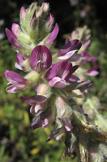 Detailed Picture 2 of Braunton's Rattle-weed