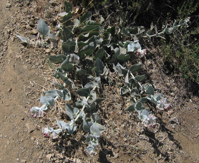 Detailed Picture 4 of California Milkweed