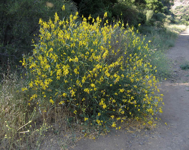 Detailed Picture 4 of Spanish Broom