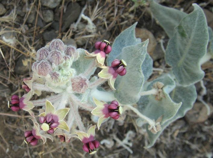Detailed Picture 3 of California Milkweed