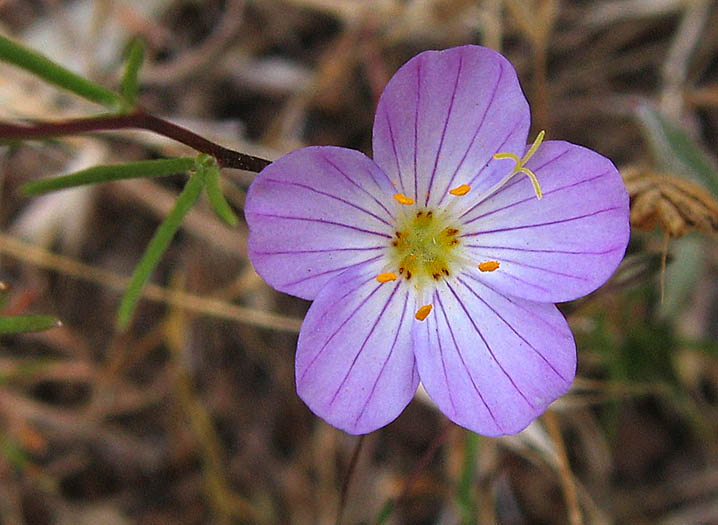 Detailed Picture 1 of Flax-flowered Linanthus