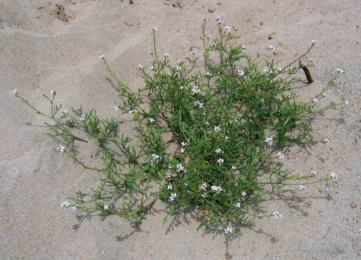 Detailed Picture 5 of Sea Rocket