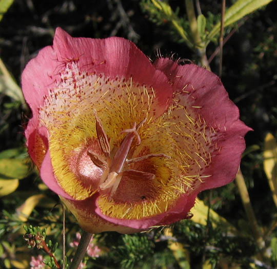 Detailed Picture 2 of Plummer's Mariposa Lily