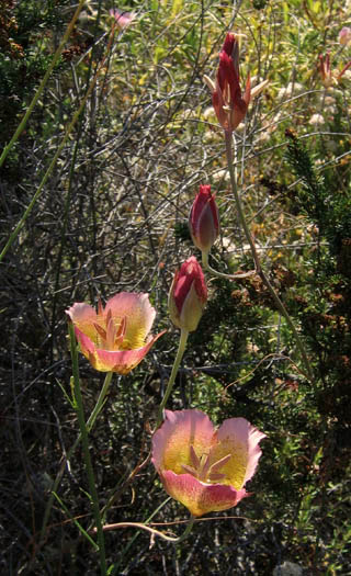 Detailed Picture 6 of Plummer's Mariposa Lily