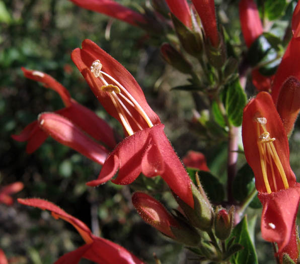Detailed Picture 1 of Heart-leaved Penstemon