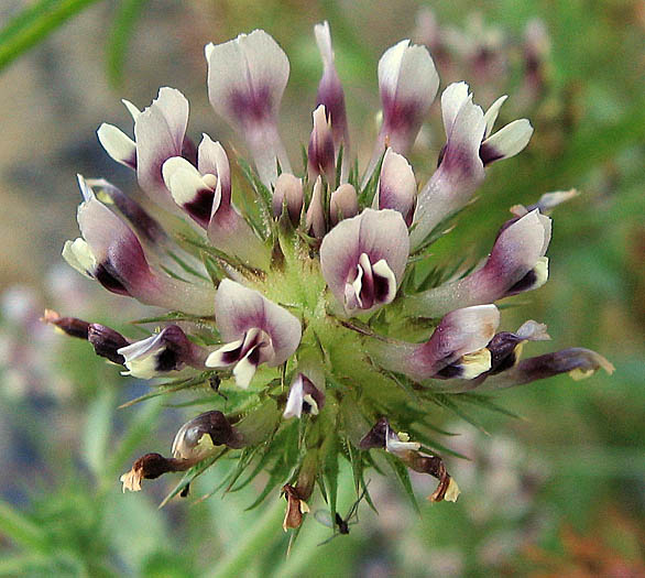 Detailed Picture 1 of Creek Clover