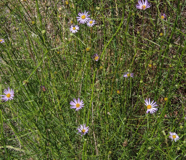 Detailed Picture 3 of Fleabane Aster