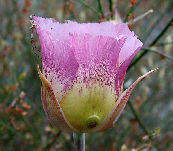 Detailed Picture 3 of Plummer's Mariposa Lily