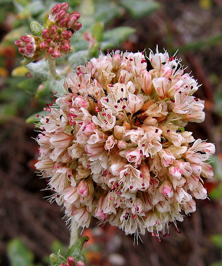 Detailed Picture 2 of Sea-cliff Buckwheat
