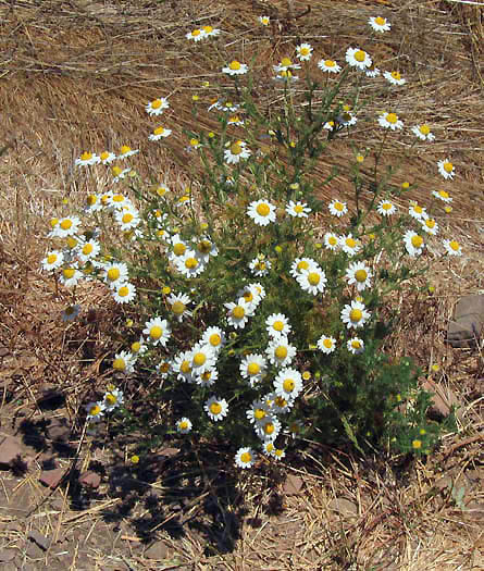 Detailed Picture 5 of Mayweed
