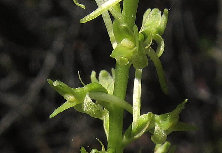 Detailed Picture 3 of Denseflower Rein Orchid
