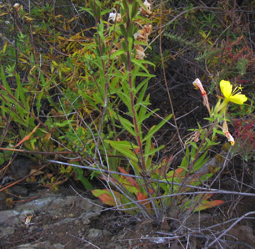 Detailed Picture 4 of Hooker's Evening Primrose