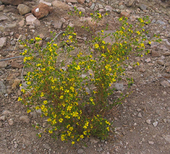 Detailed Picture 6 of Slender Tarweed
