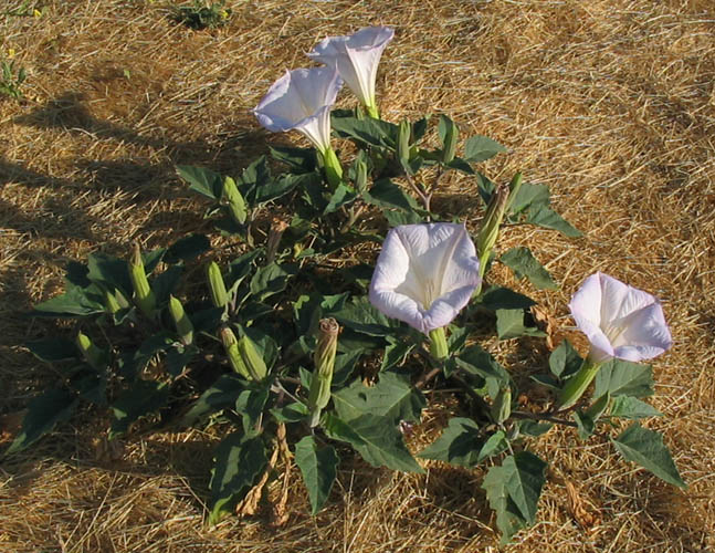 Detailed Picture 5 of Datura