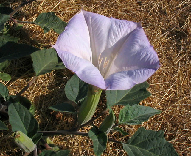 Detailed Picture 3 of Datura