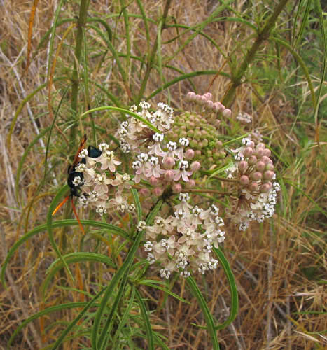 Detailed Picture 6 of Narrow-leaved Milkweed