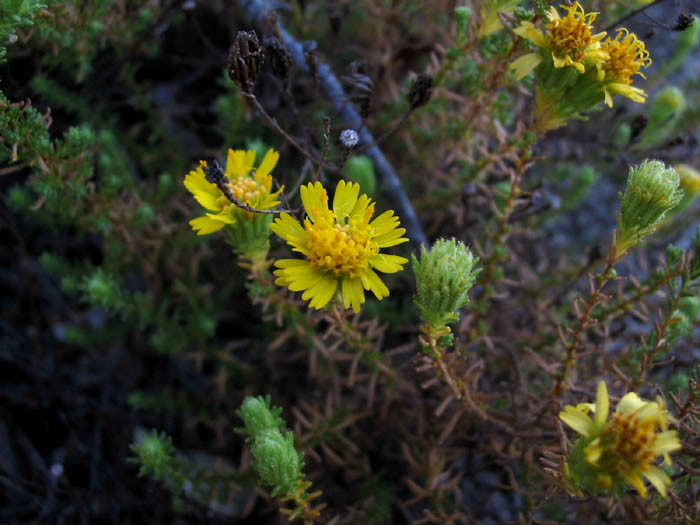 Detailed Picture 3 of Santa Susana Tarweed