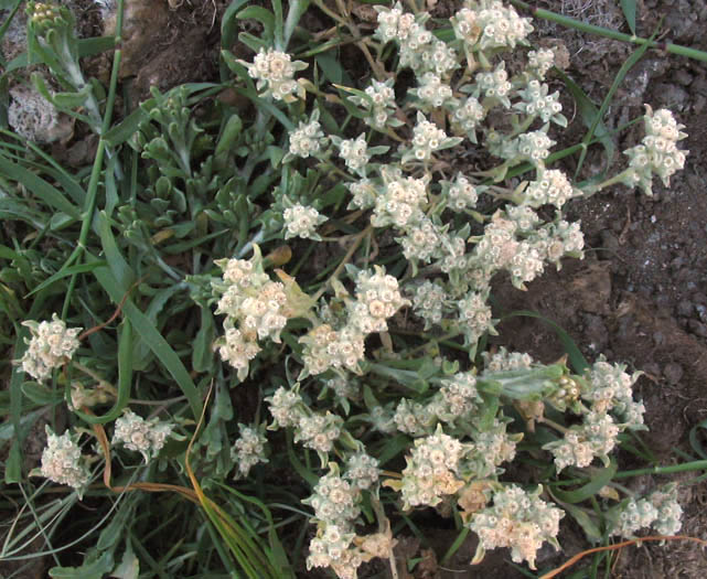 Detailed Picture 4 of Lowland Cudweed