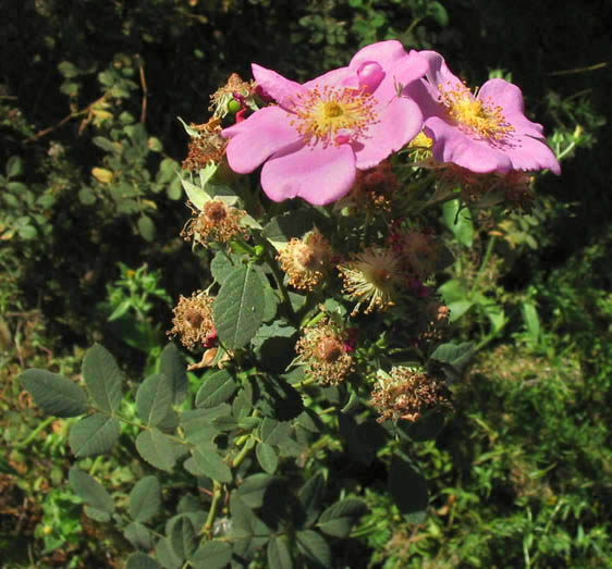 Detailed Picture 3 of California Wild Rose