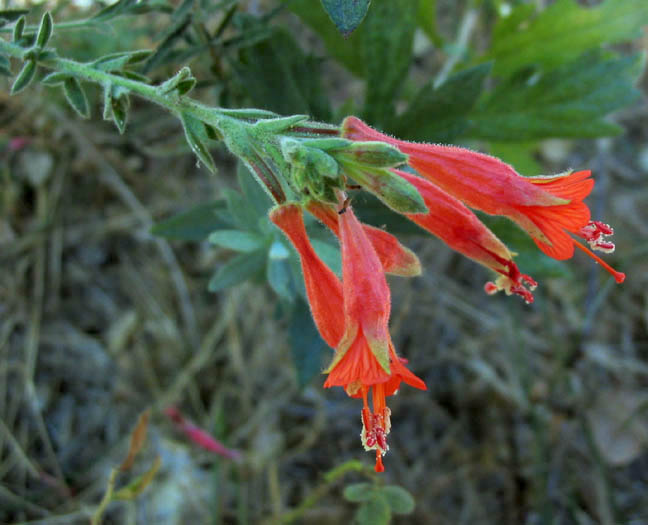 Detailed Picture 4 of California Fuchsia