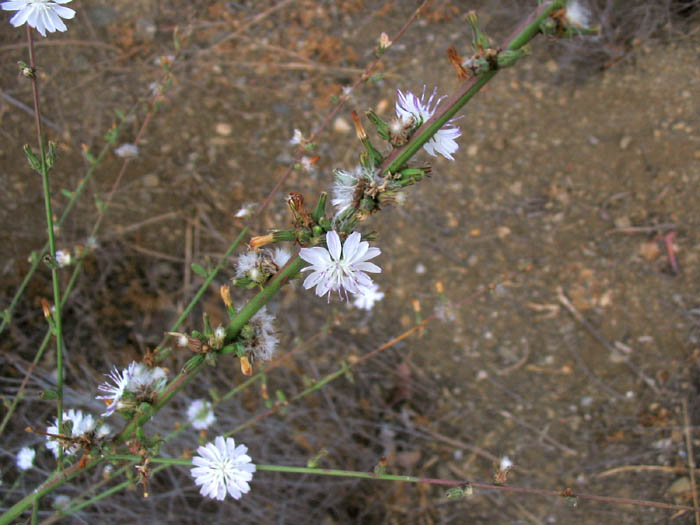 Detailed Picture 6 of San Diego Milk-aster