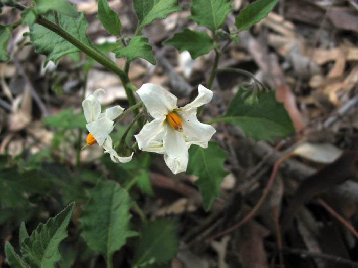 Detailed Picture 4 of White Nightshade
