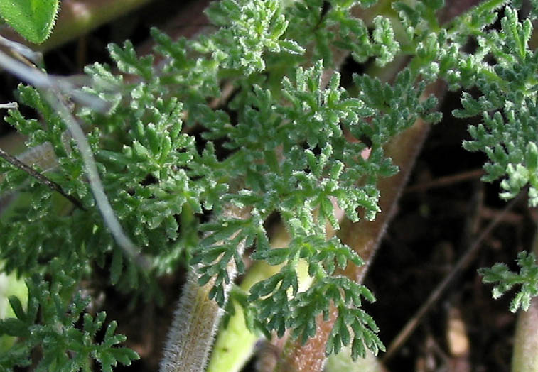 Detailed Picture 5 of Woolly Lomatium
