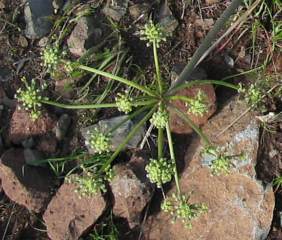 Detailed Picture 3 of Woolly Lomatium