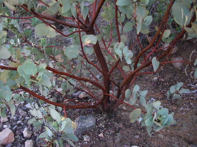 Detailed Picture 5 of Bigberry Manzanita