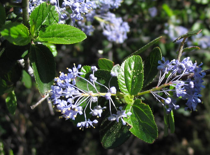Detailed Picture 5 of Hairy-leaved Ceanothus