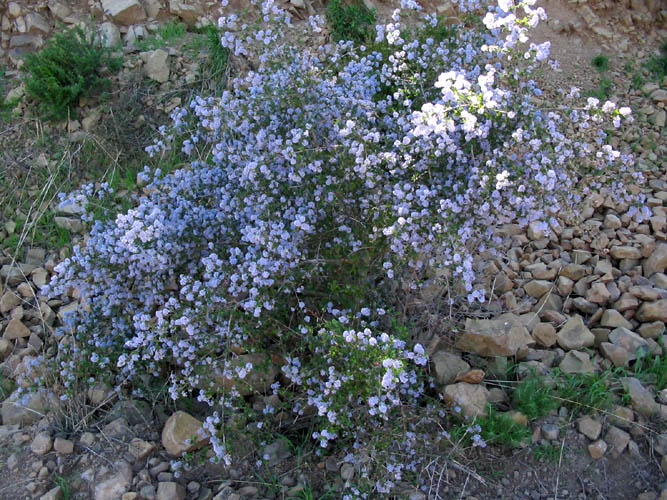 Detailed Picture 7 of Hairy-leaved Ceanothus