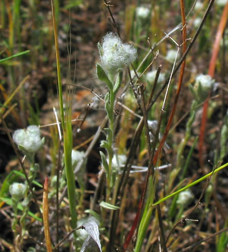 Detailed Picture 2 of Slender Cotton Weed