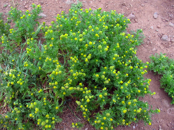 Detailed Picture 4 of Pineapple Weed