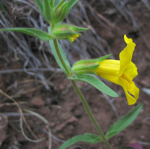 Detailed Picture 2 of Yellow Monkey Flower