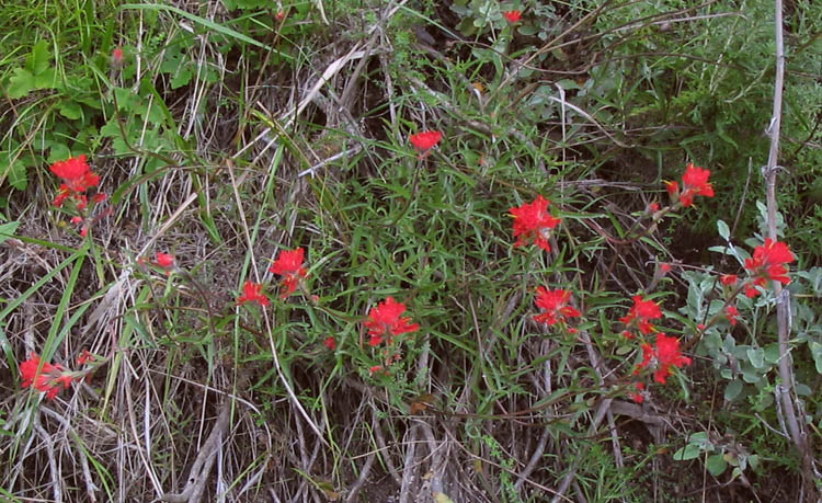 Detailed Picture 6 of Indian Paintbrush