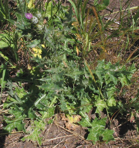 Detailed Picture 4 of Italian Thistle